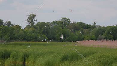 Many river gulls hunt fish in lakes, rivers, and canals. Seagulls fly over