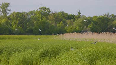 Many river gulls hunt fish in lakes, rivers, and canals. Seagulls fly over
