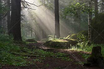 Morning in the deep forest