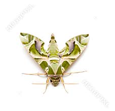 Moth night butterfly