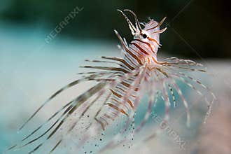 Juvenile Lion-fish underwater