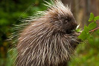 Young Porcupine