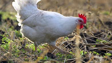 charming white chicken is foraging in a beautiful sunlit farm field, embodying rural life and agriculture. A beautiful