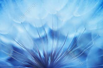 Blue abstract dandelion flower background, closeup with soft focus