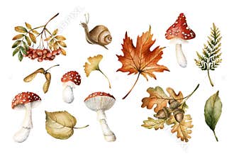 Autunm leaves, mushrooms, berries, seeds and snail. Set of watercolor solated floral food illustrations for fall design