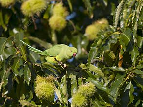 Ring-necked parakeet, Psittacula kramer