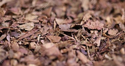 a broken and colored cigar made of high-quality tobacco leaves