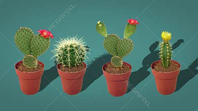 Four Cacti in Pots Against Teal Background