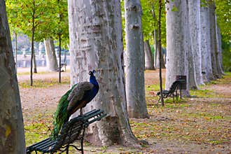 Peacock, bird, animal, fauna, spain, aranjuez, colors, feathers