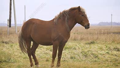 A Beautiful Brown Horse Gracefully Standing in a Green Field Under the Open Sky