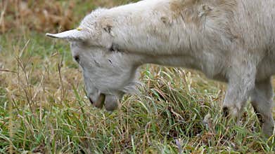 Goat breeding in the village. goat with big horns is a female eating grass in a field in the village. The concept of