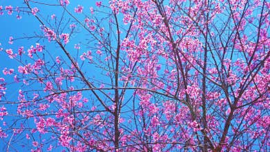 Cherry apricot branch blooms brilliantly on a spring morning
