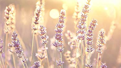 Lavender flowers bloom in a field at sunset, creating a dreamy, tranquil atmosphere with their delicate purple petals