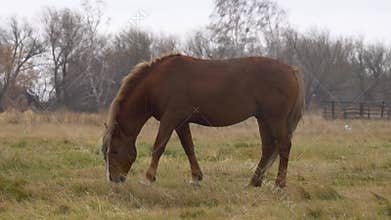 A Beautiful Brown Horse Gracefully Standing in a Green Field Under the Open Sky