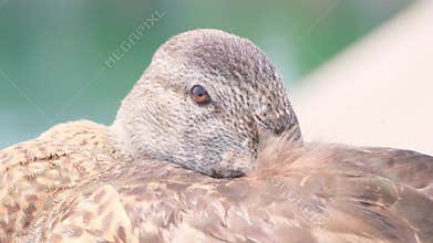 The video shows stunning closeups of birds in their habitats