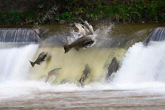 Salmon run