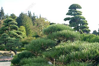 Pinus parviflora, Pinus densiflora, Pinus thunbergii in Japanese rockery and cedars in the distance