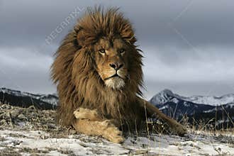 Barbary lion, Panthera leo leo