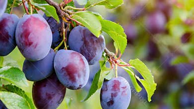 Ripe blue plums on the tree, Germany