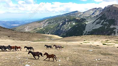 4K aerial view of a herd of wild horses grazing green on a green field in the mountains.