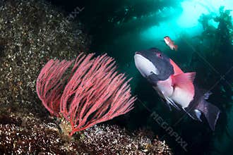 California sheepshead