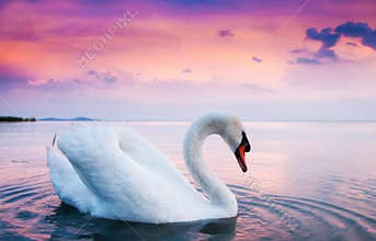 Beautiful white swan
