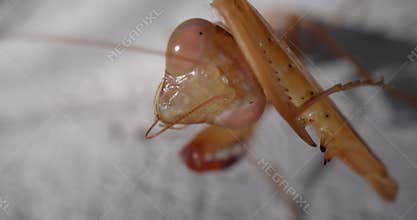 Epic macro, super close-up video shows a european female praying mantis (Mantis religiosa)