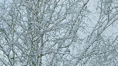 Deciduous Autumn Or Winter Landscape. Branches With Golden Leaves In Forest.