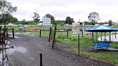 An fallen tree and flooded cow paddocks and calm cows after a heavy storm