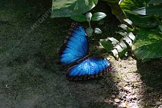 Blue Morpho butterfly. On ground green plants nearby.