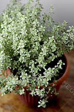Thyme herb