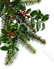 Christmas Evergreens