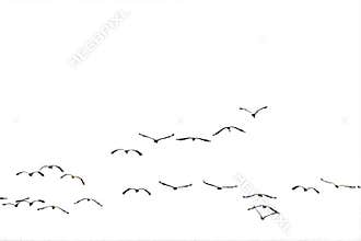 Flock flying to the sun(isolated).