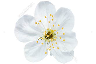 Single flower of cherry. Isolated on white background.
