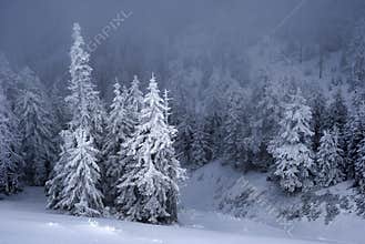 Snow covered conifer forest in winter morning