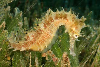 Seahorse