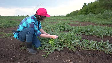 farmer in watermelon field. agricultural business concept. a young farmer walks through a field and looks at ripe