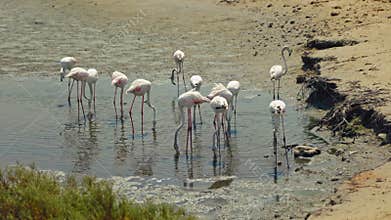 Flamingos Stand Near the Shore and Look for Food.