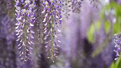 Blooming Wisteria Sinensis with scented classic purple flowersin full bloom in hanging racemes on the wind closeup