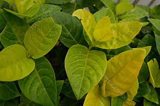 View from top Japanese Jasmine