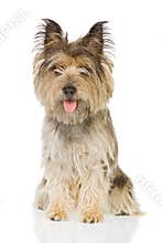 Dog sitting up