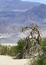Dry tree