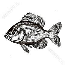 Detailed Black Engraving Of A Fish: A Stunning Example Of Historical Illustrations
