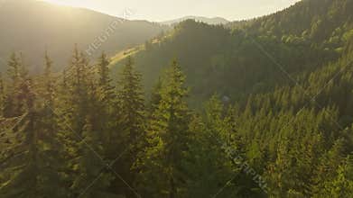 Forest nature sun aerial view tree branch misty fog sunny