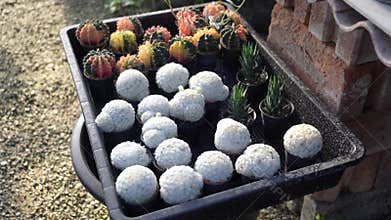 Cactus garden plant with cactuses selling outdoors in fall , Different types of cactuses in a pot with small pebbles.