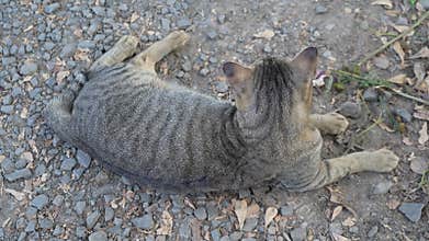 Gray cats activities - cute relaxed and chill tabby cat.
