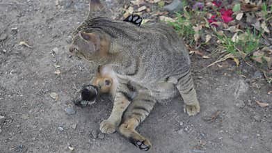 Gray cats activities - cute relaxed and chill tabby cat.