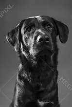 Big black Raven Shepherd