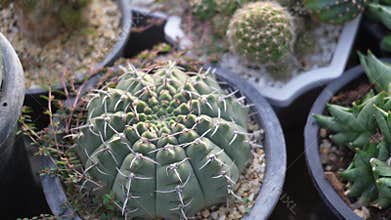 Cactus garden plant with cactuses selling outdoors in fall , Different types of cactuses in a pot with small pebbles.