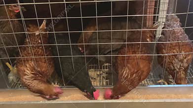 Chickens are eaten on the farm